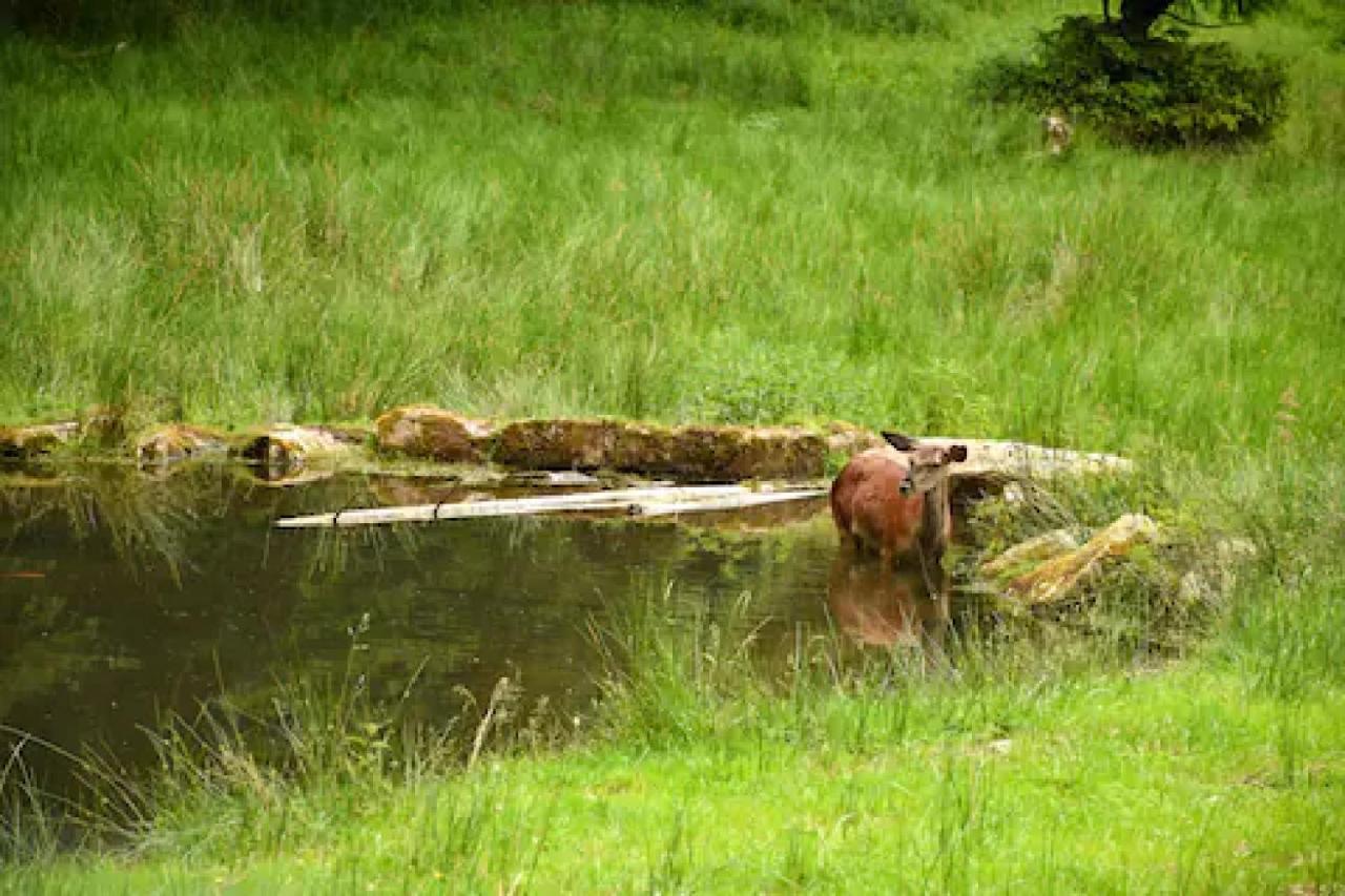 Ferienwohnung, Sauna & Gaestekarte Gratis Im Schwarzwald Baiersbronn Buitenkant foto